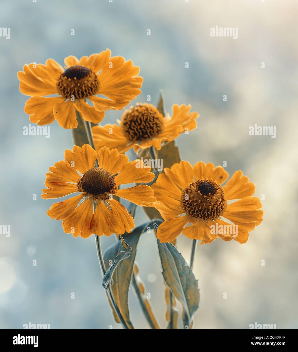 Makroblumen, gelbes Helenium auf unscharfem Hintergrund Stockfoto