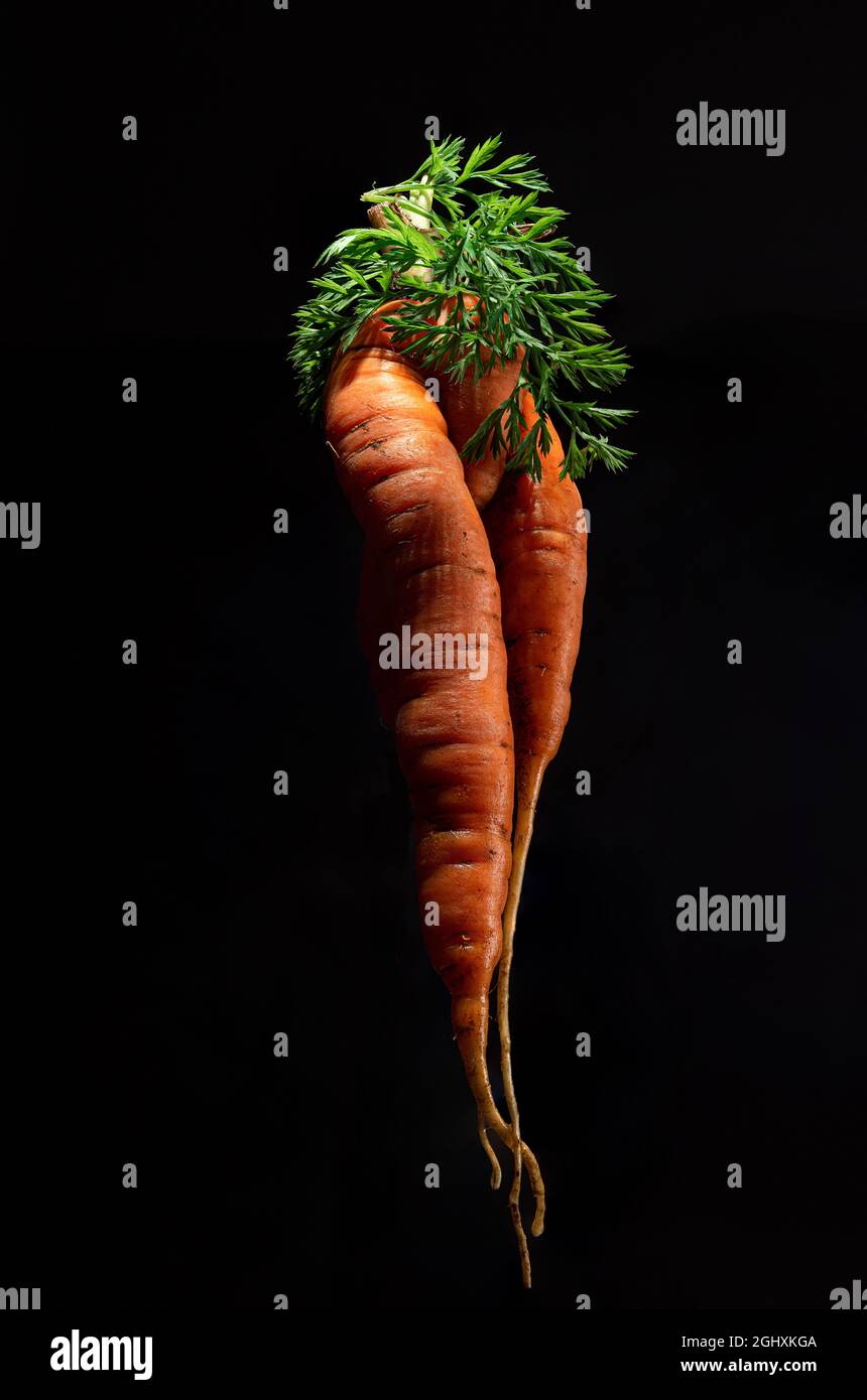 Kreative künstlerische Aufnahme von hässlicher Karotte auf schwarzem Hintergrund. Vertikale Ausrichtung Stockfoto