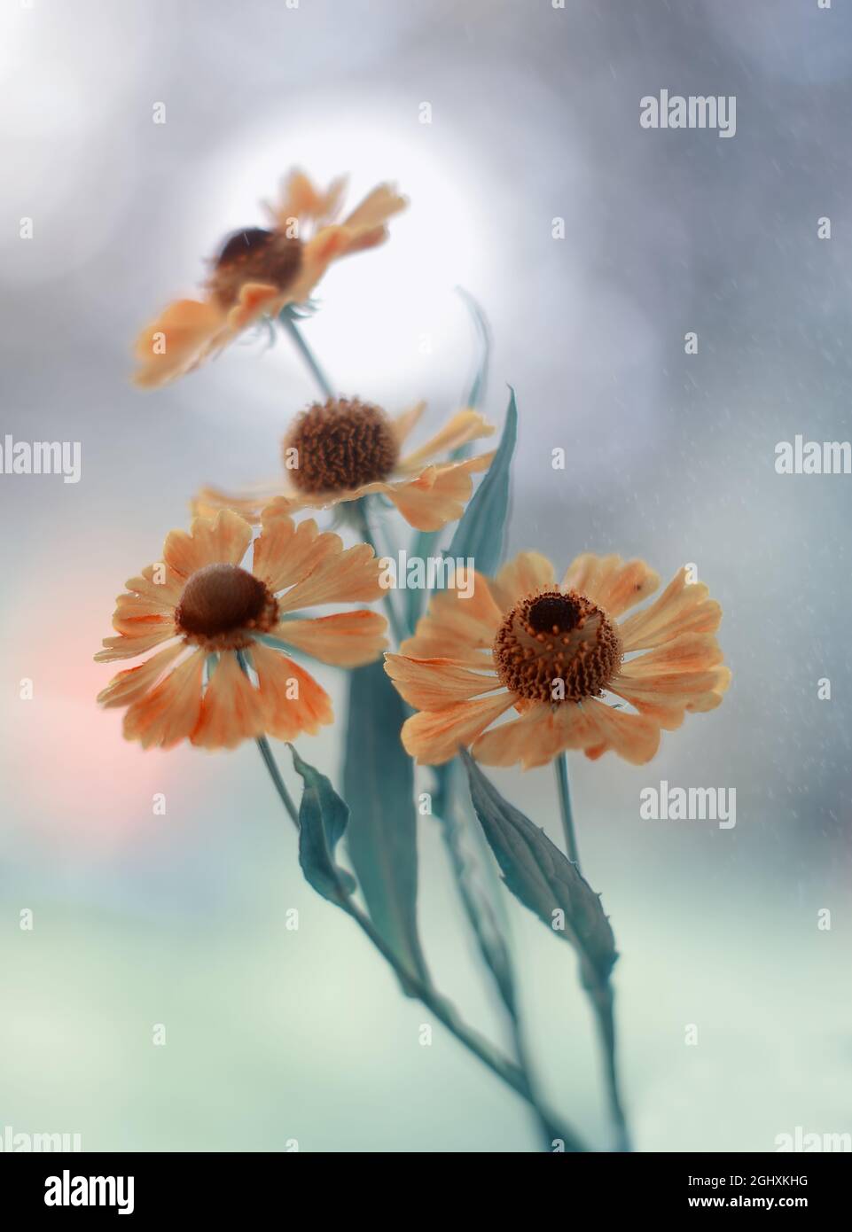 Makroblumen, gelbes Helenium auf unscharfem Hintergrund Stockfoto