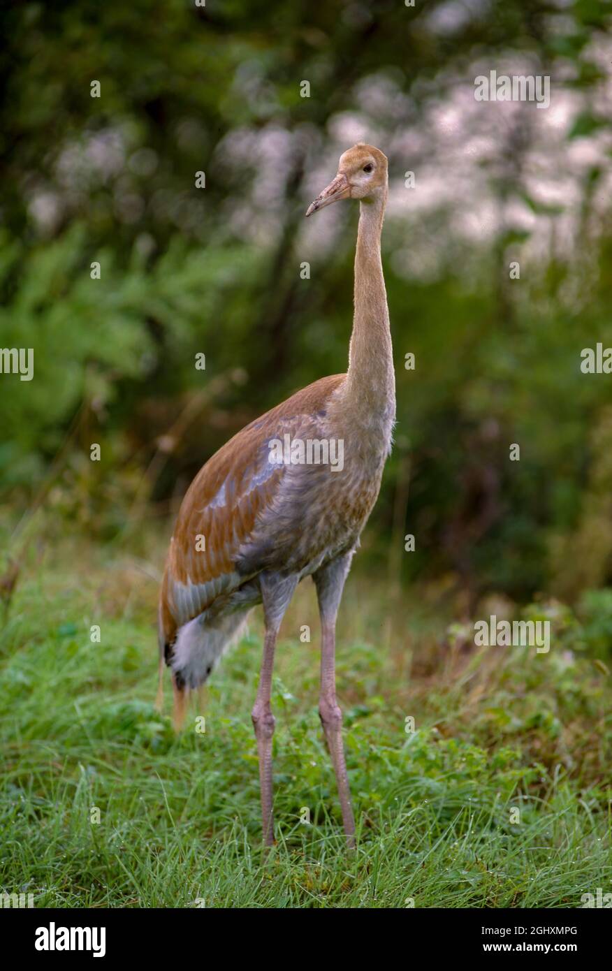 Unreifer rotkroniger Kran (japanischer Kran);der rotkronige Kran, auch Mandschurischer Kran oder japanischer Kran genannt, ist ein großer ostasiatischer Kran unter den seltensten Kranichen der Welt. In einigen Teilen seines Sortiments ist es als Symbol für Glück, Langlebigkeit und Treue bekannt. Stockfoto
