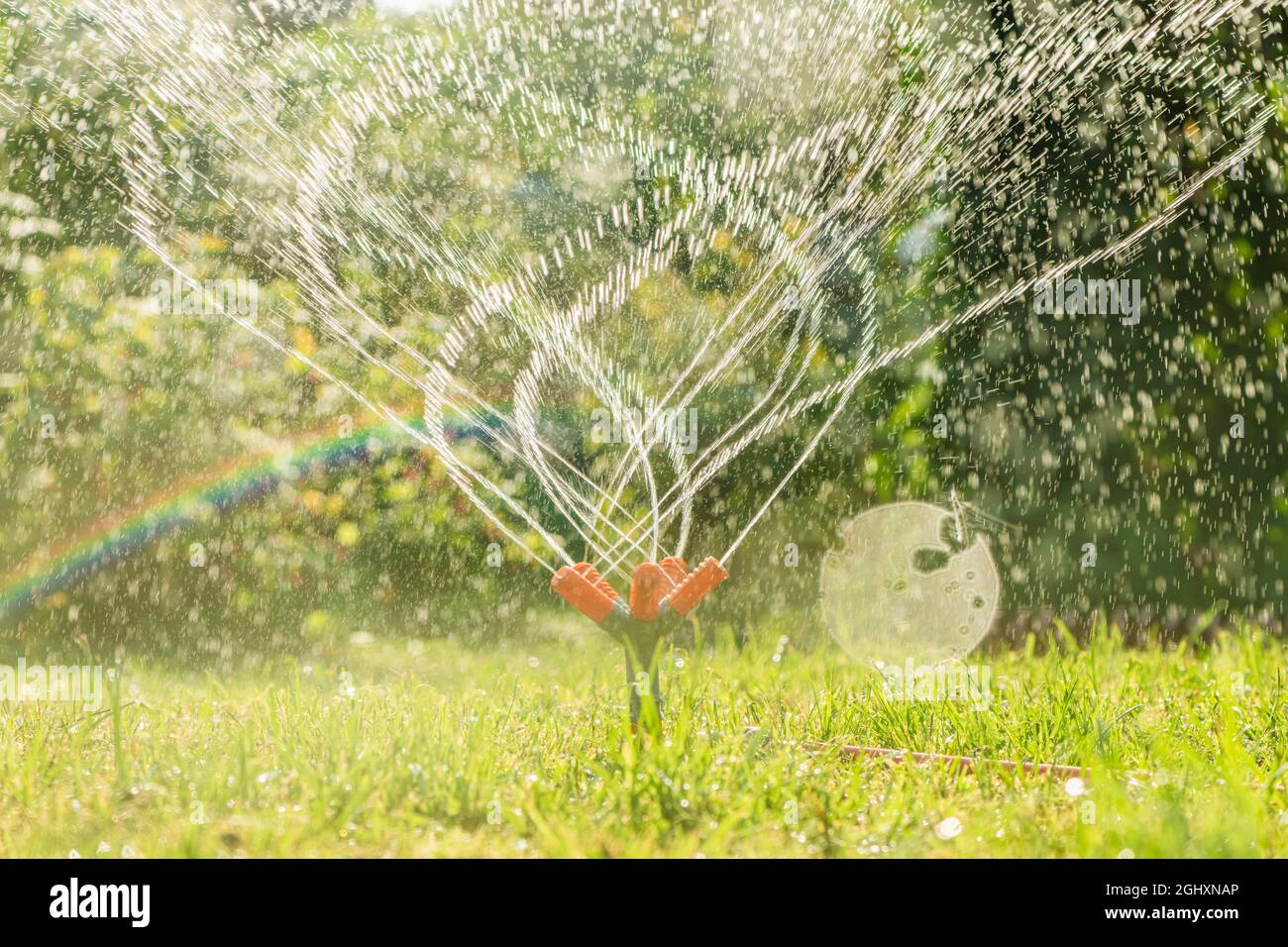 Rasenwassersprinkler sprühen Wasser über grünes frisches Gras im Garten oder Hinterhof an heißen Sommertagen. Automatische Bewässerung Ausrüstung, Rasenpflege, ga Stockfoto