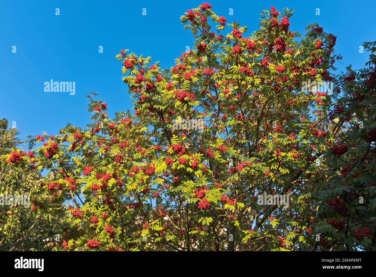 dh Red Fruit ROWAN BERRY FLORA TREES Sommerbaum mit Beeren schottland uk Farbe rot Laub Blattzweig Stockfoto