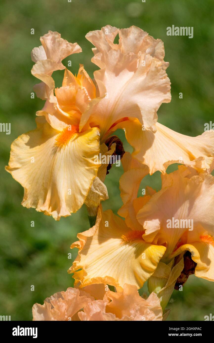 Hohe Bartlilie Blume „Powiew Lata“, Schönheit orange Bartlilie, Barbata Stockfoto