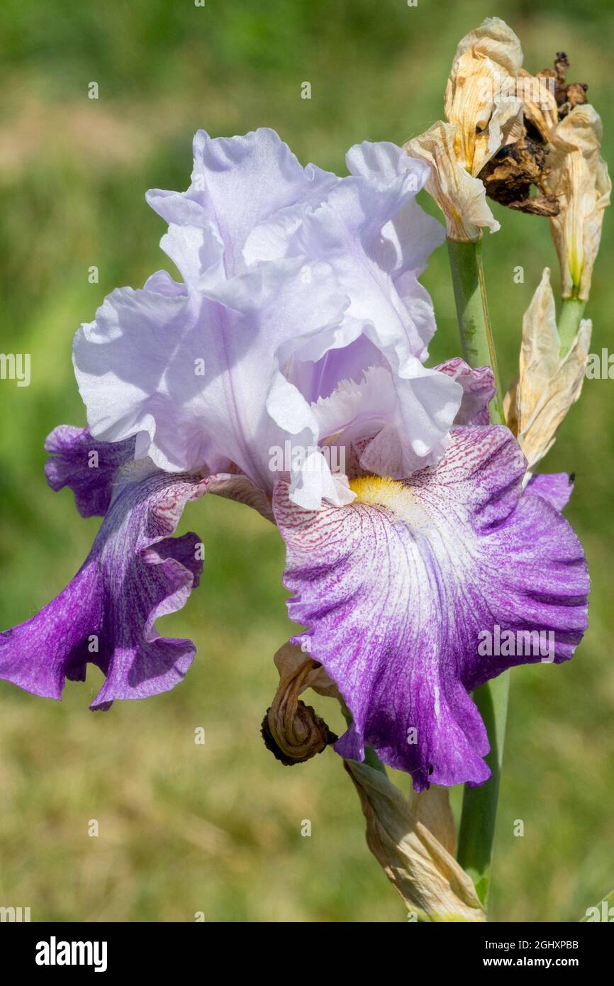 Tall Bearded Iris „Night Edition“ Einzelporträt Barbata Falls Vivid Hardy Stockfoto