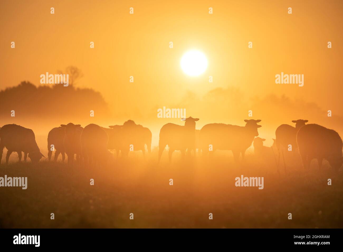 Schafherden Silhouetten auf der Weide bei Sonnenaufgang Stockfoto