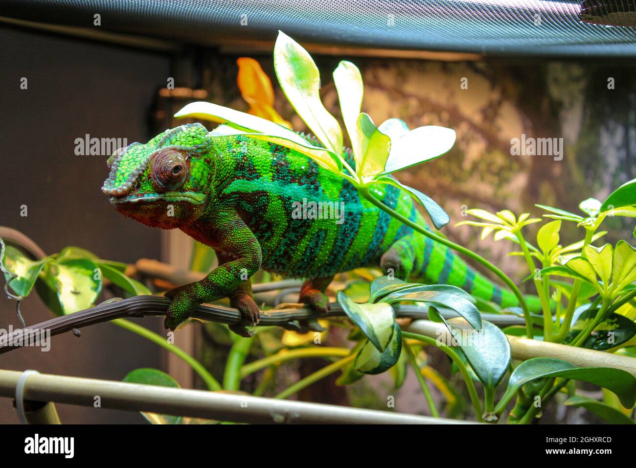 Schöne Farben eines Chamäleons, domestiziert auf einem Zweig in seinem Gehege, Tier Nahaufnahme Stockfoto