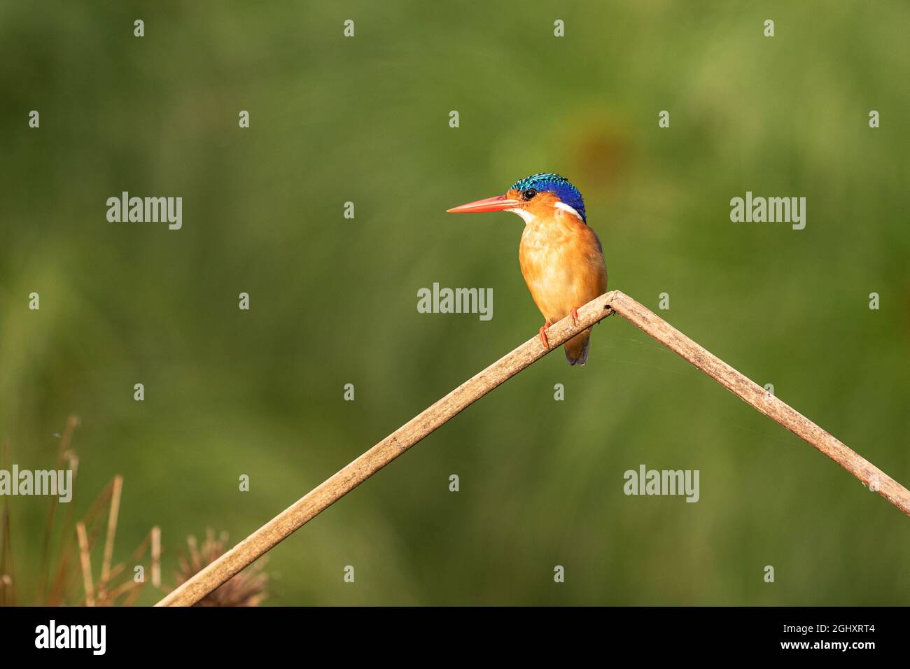 Ein Eisvögel aus Uganda sitzt auf einem gebogenen trockenen Stiel. Stockfoto