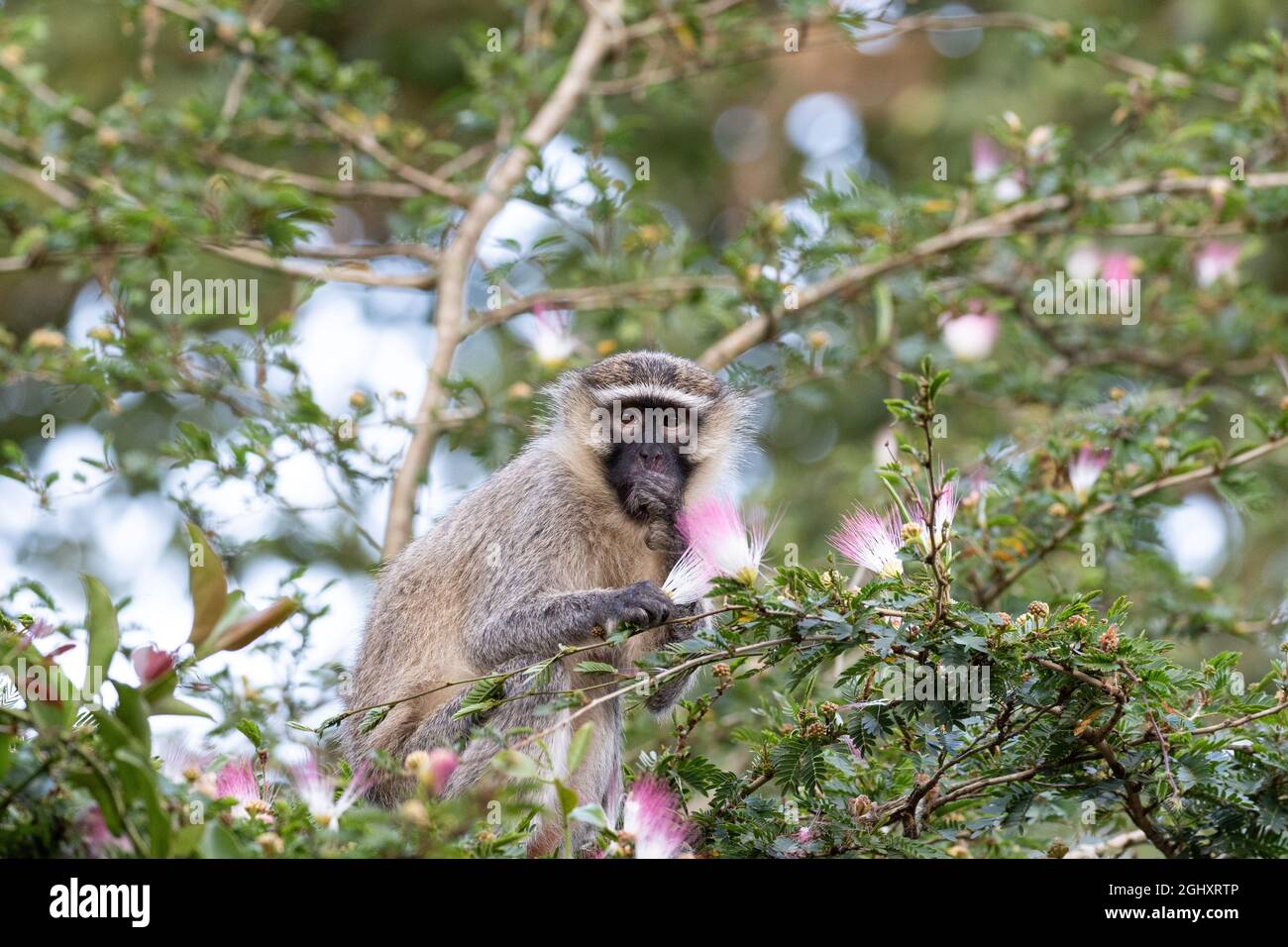 In Uganda sitzt ein vervetet Affe in einem Baum, der sich von großen weißen und rosa Blüten ernährt. Stockfoto