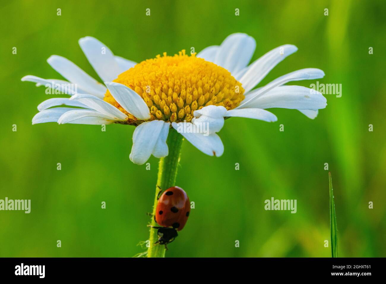 Ein Siebenpunkt-Marienkäfer, der über eine weiße und gelbe Gänseblümchen geht. Coccinella septempuncata. Stockfoto