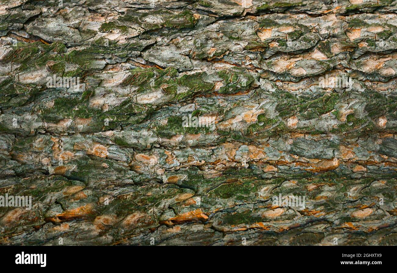 Hintergrund, Kiefernrinde, manchmal mit Moos bedeckt. Stockfoto