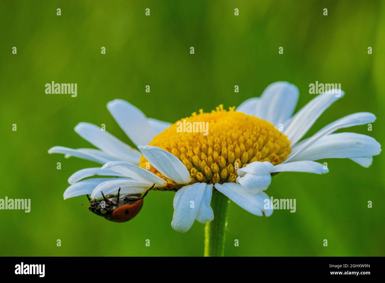 Ein Siebenpunkt-Marienkäfer, der über eine weiße und gelbe Gänseblümchen geht. Coccinella septempuncata. Stockfoto