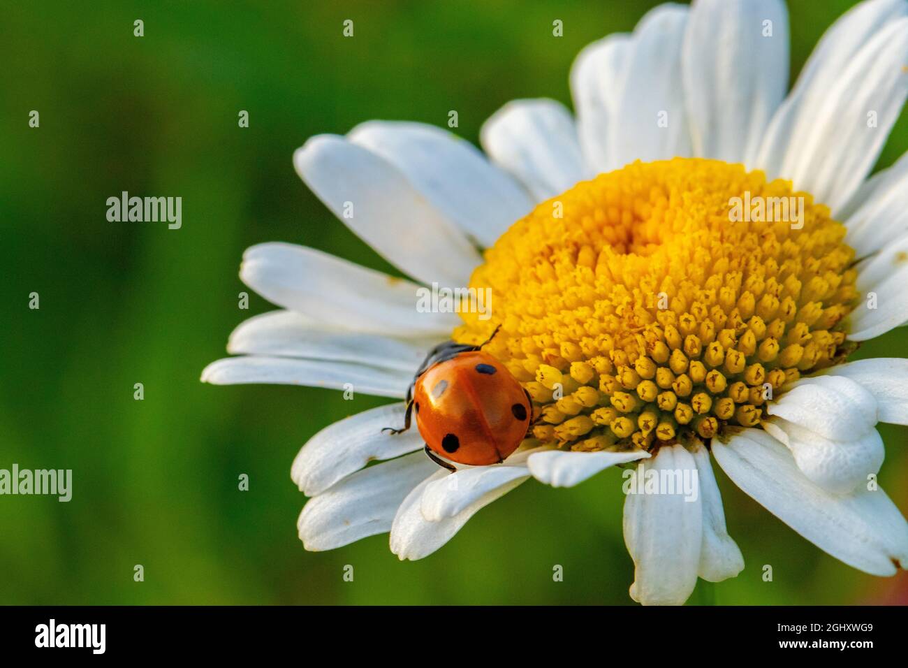 Ein Siebenpunkt-Marienkäfer, der über eine weiße und gelbe Gänseblümchen geht. Coccinella septempuncata. Stockfoto