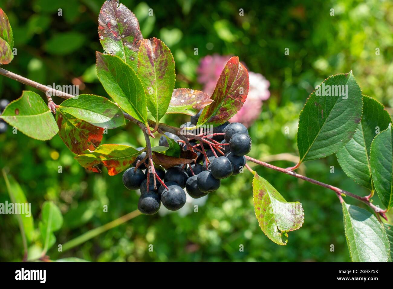 Schwarze Johannisbeere (Aronia) Früchte und Blätter im Sommer. Stockfoto