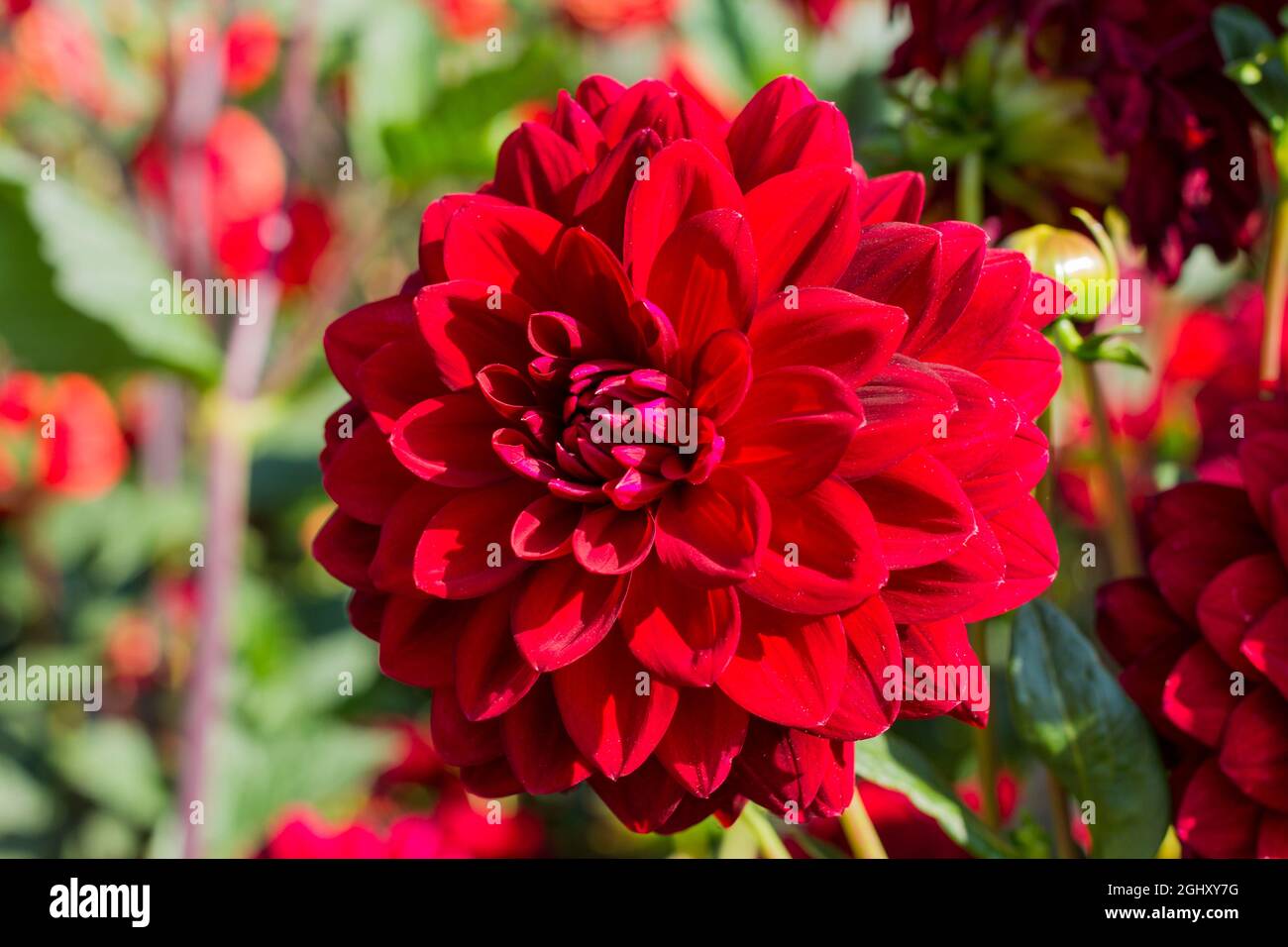 Dahlia Wikinger Blume Nahaufnahme Stockfoto