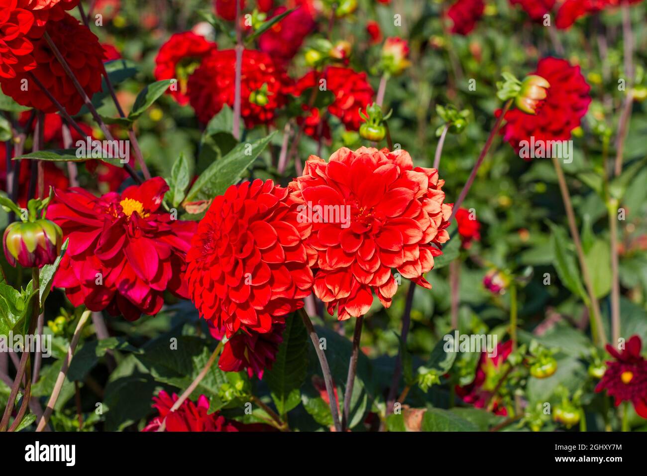 Rote Dahlien in einem englischen Garten im Sommer Stockfoto