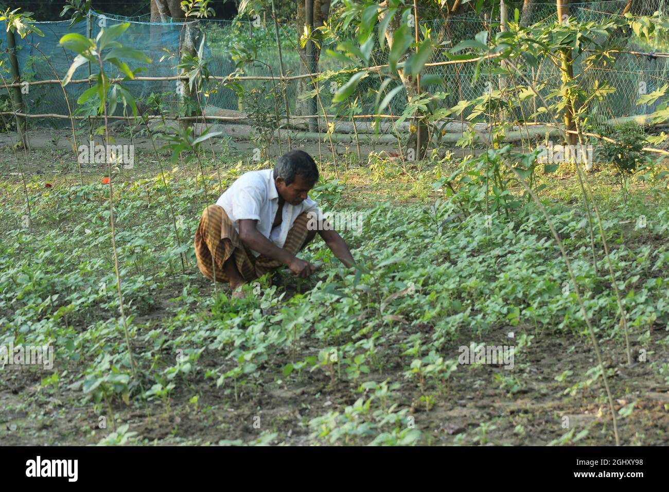 Gemüseanbau hilft einem Landwirt Stockfoto