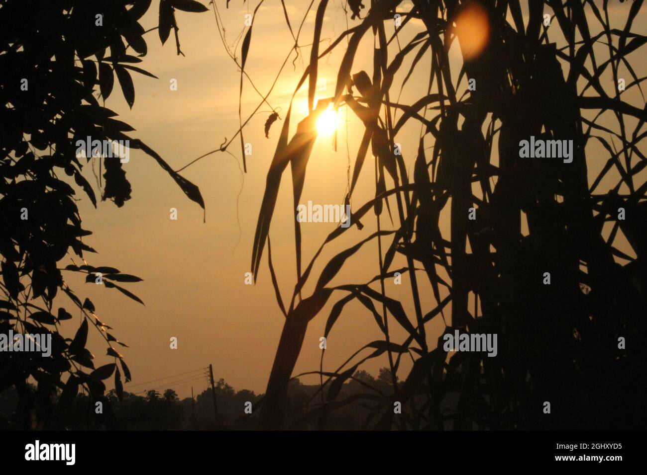 Bild des Tages Licht des Waldes Stockfoto