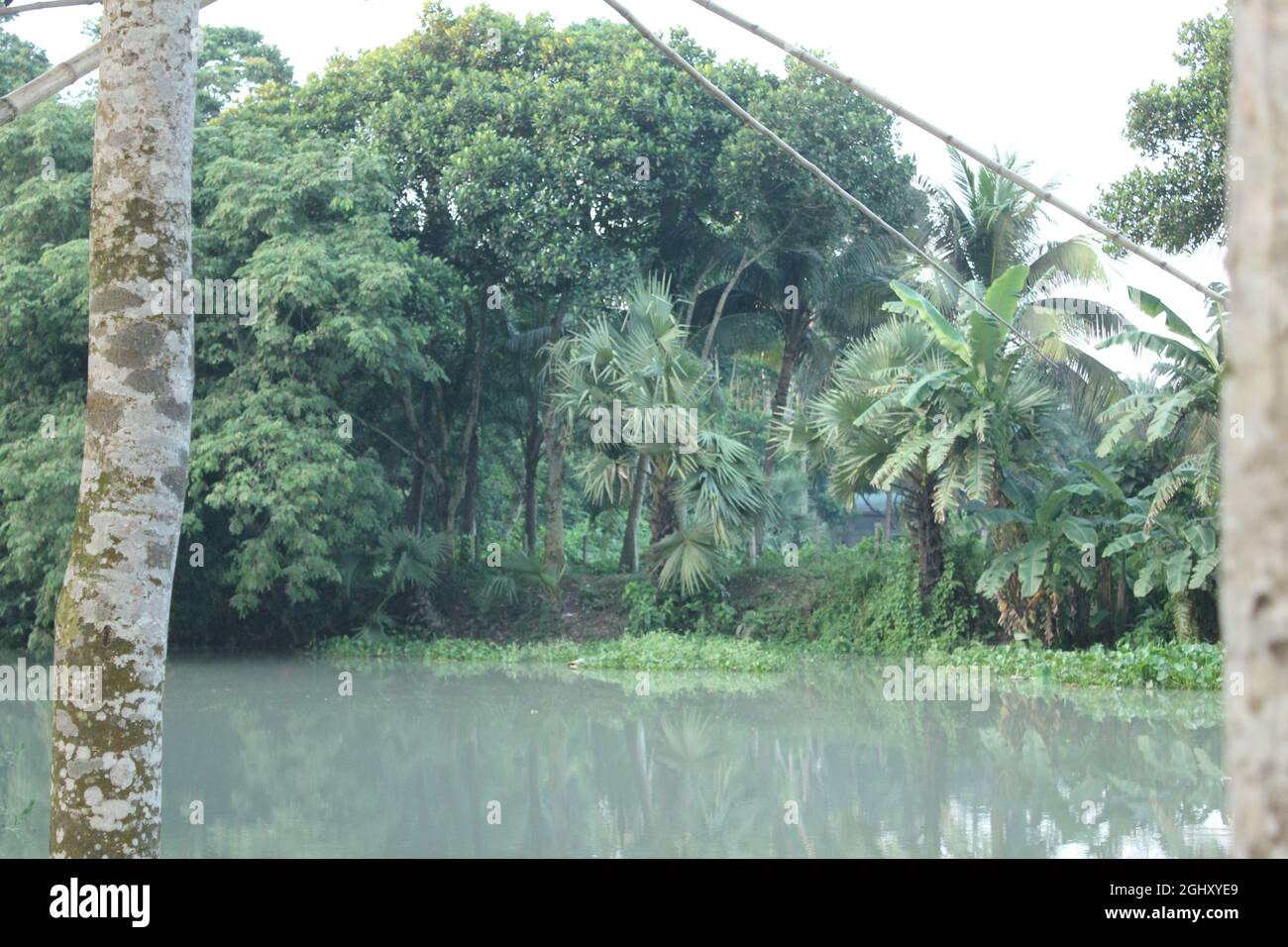 Bilder Zur Waldumgebung Stockfoto