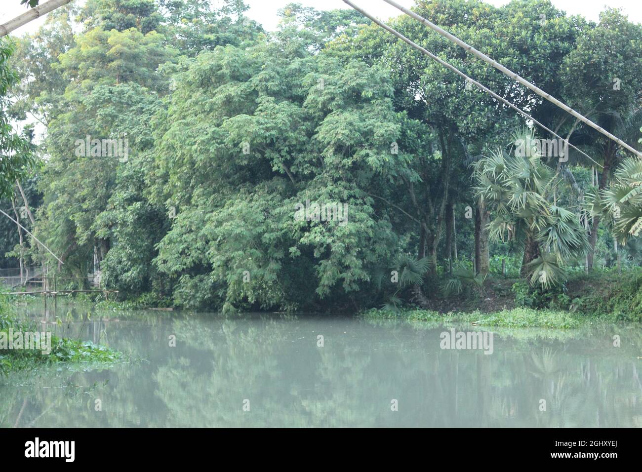 Bilder Zur Waldumgebung Stockfoto