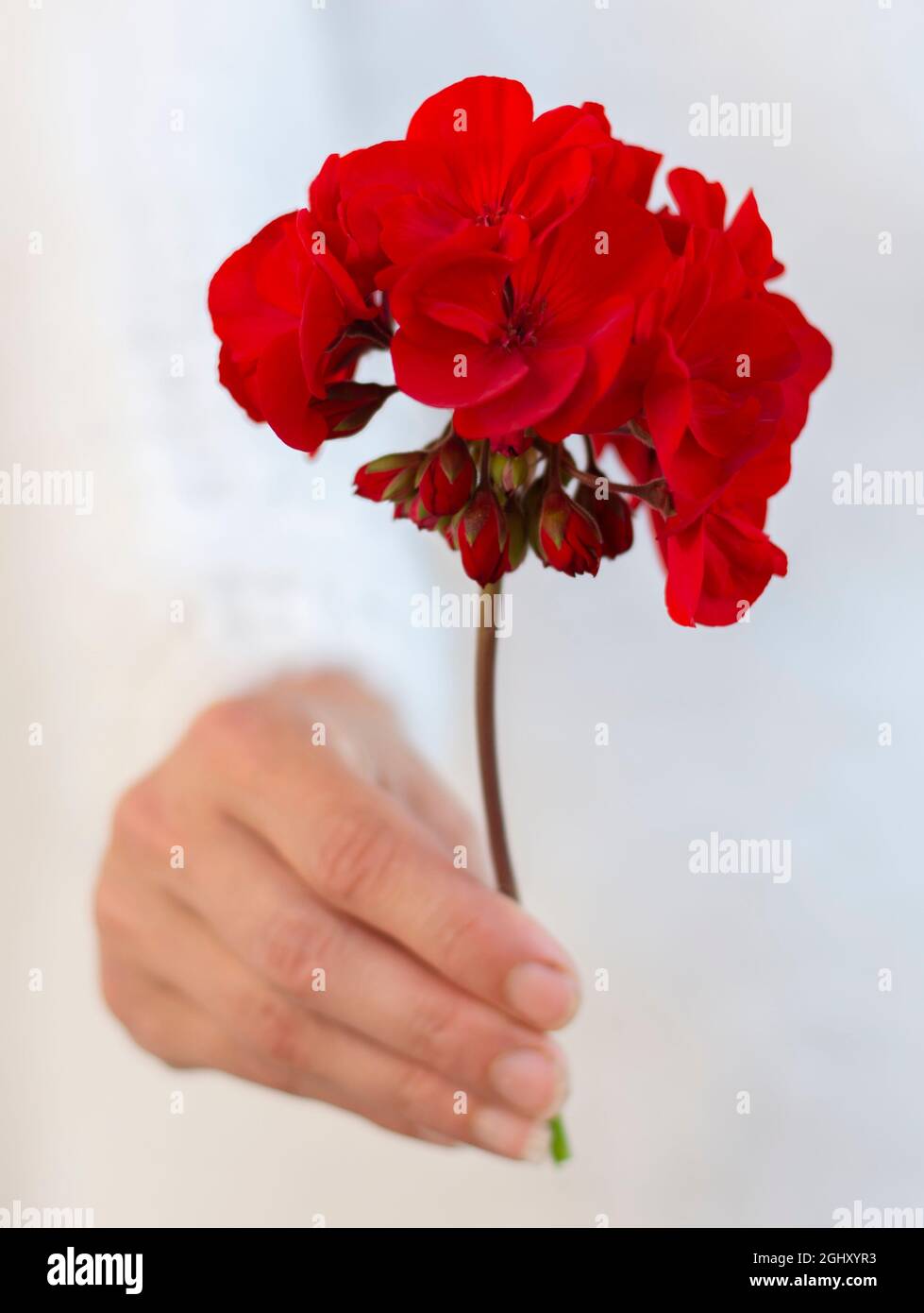 Nicht erkennbare Frau, die rote Pelargonium-Blume in der Hand hält. Selektiver Fokus. Stockfoto