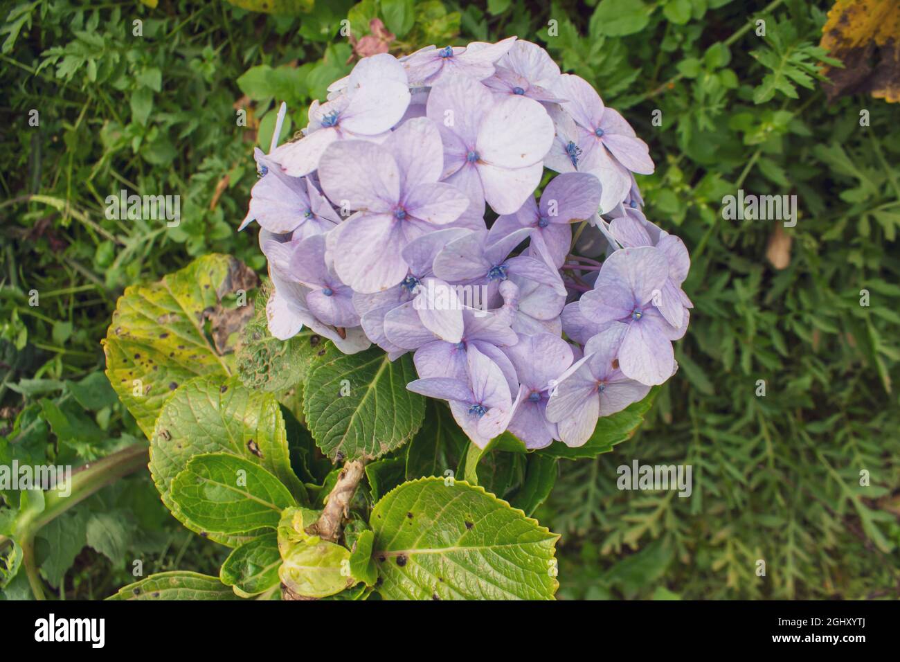 Hortensia serrata blüht Stockfoto