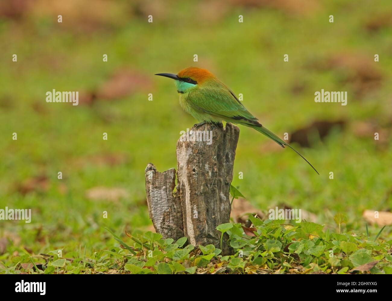 Asiatischer grüner Bienenfresser (Merops orientalis ceylonicus), Erwachsener, der auf einem toten Baumstumpf (endemische Rasse Sri Lankas) im Yala NP, Sri Lanka, thront Dezember Stockfoto