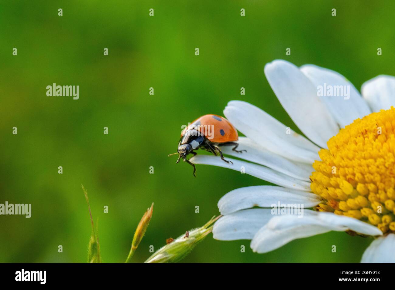 Ein Siebenpunkt-Marienkäfer, der über eine weiße und gelbe Gänseblümchen geht. Coccinella septempuncata. Stockfoto