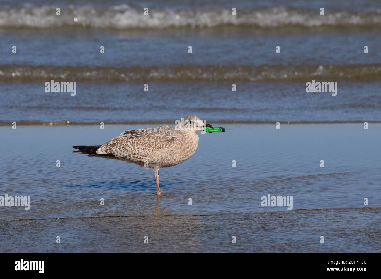 Eine Möwe, die im Meer steht, mit einem Einweg-Plastikfeuerzeug im Schnabel, das sie am Strand aufnahm Stockfoto