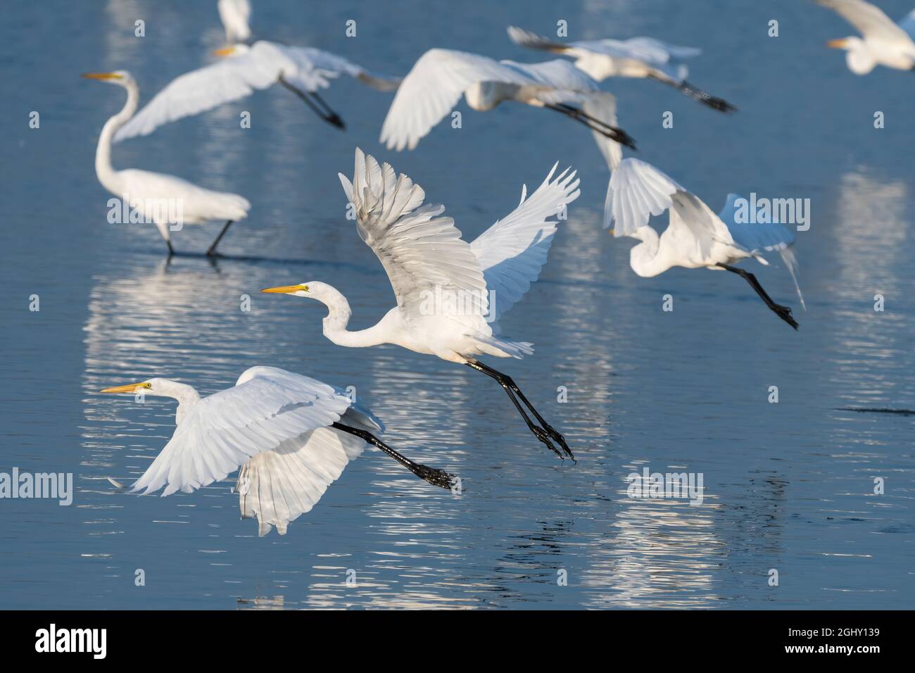 Eine Schar eleganter Weißreiher, die ihre mächtigen Flügel benutzen, um an einem sonnigen Morgen aus dem seichten Wasser eines Sees zu fliegen. Stockfoto