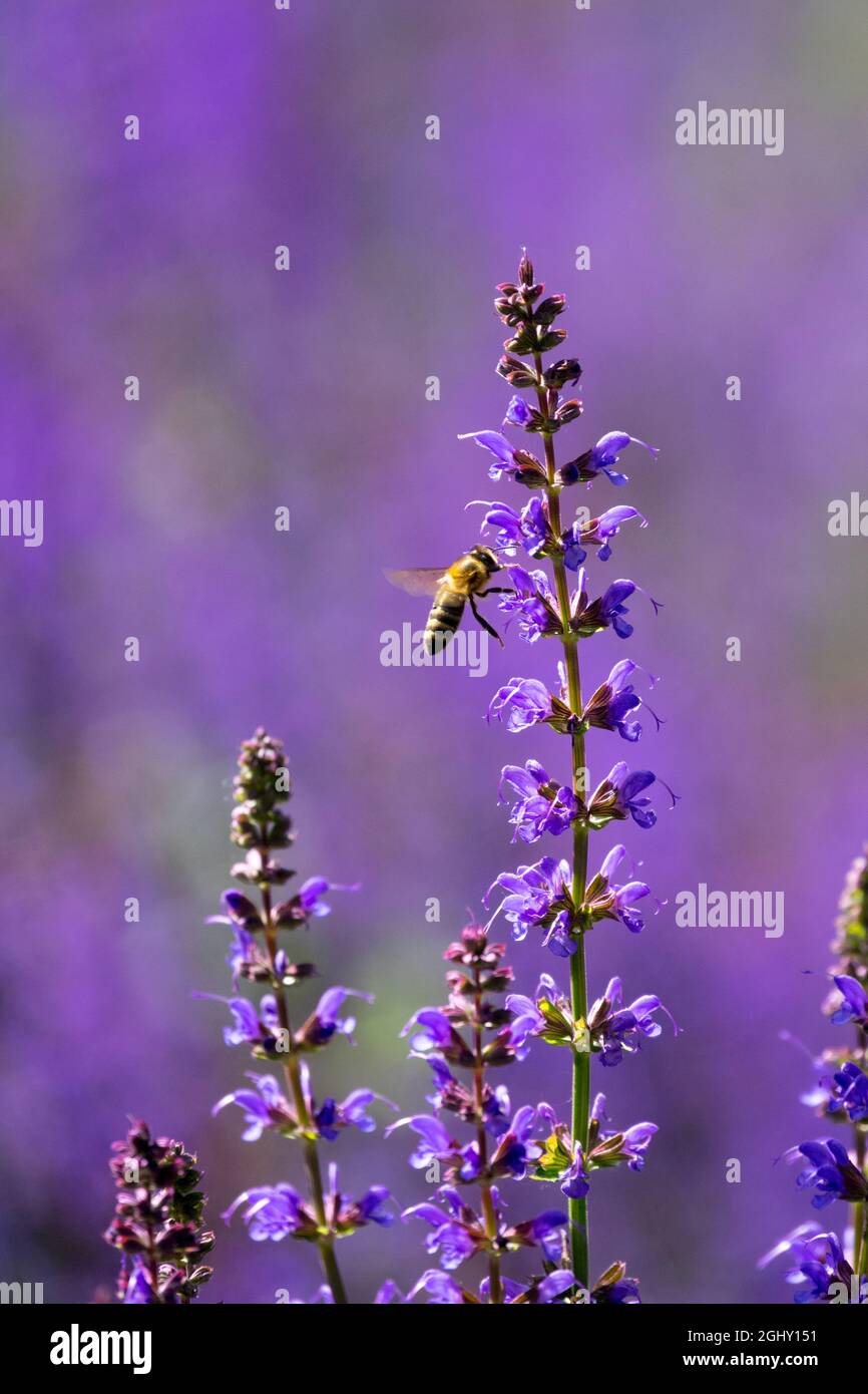 Europäische Honigbiene fliegt nach Meadow Sage Salvia „My Night“ „Mainacht“ Stockfoto