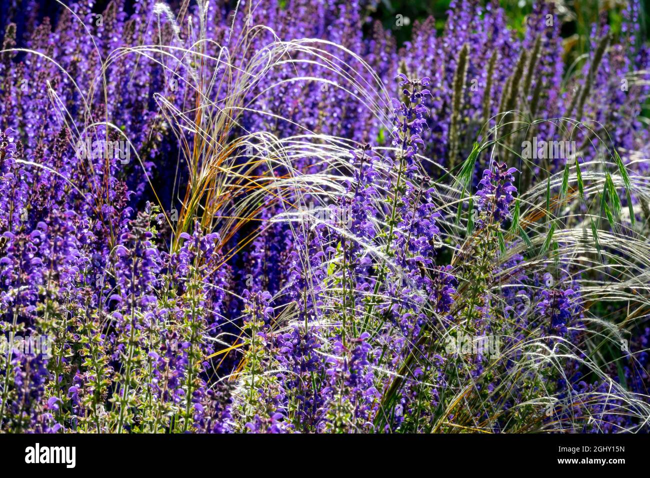 Salvia nemorosa 'Mainacht' oder 'Mainacht' im blauen Sommergarten Weide Salbei Stipa tenuissima, Nassella tenuissima Pony Tails, mexikanisches Federgras Stockfoto