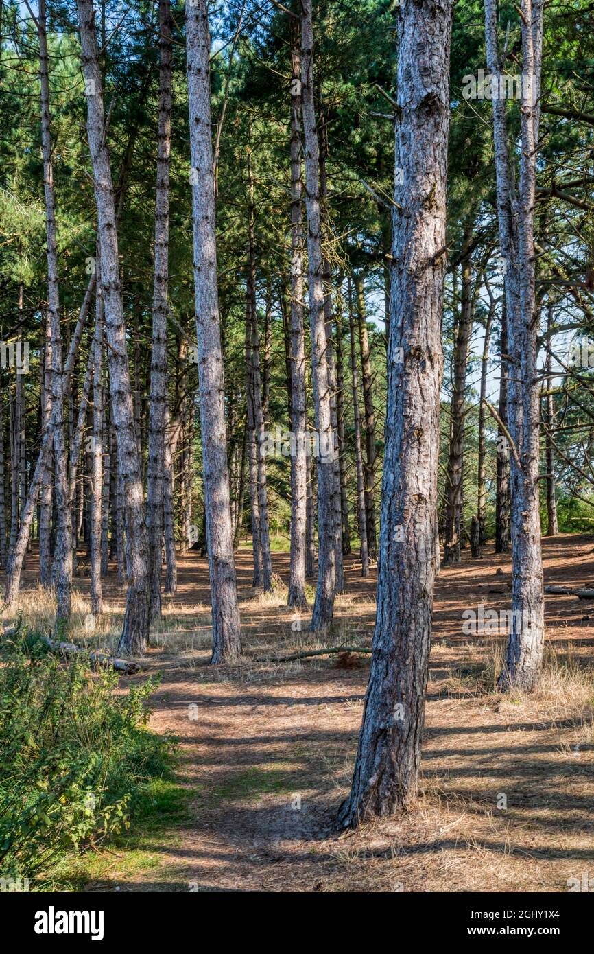 Pinien hinter Holkham Beach an der North Norfolk Coast im Holkham National Nature Reserve. Stockfoto