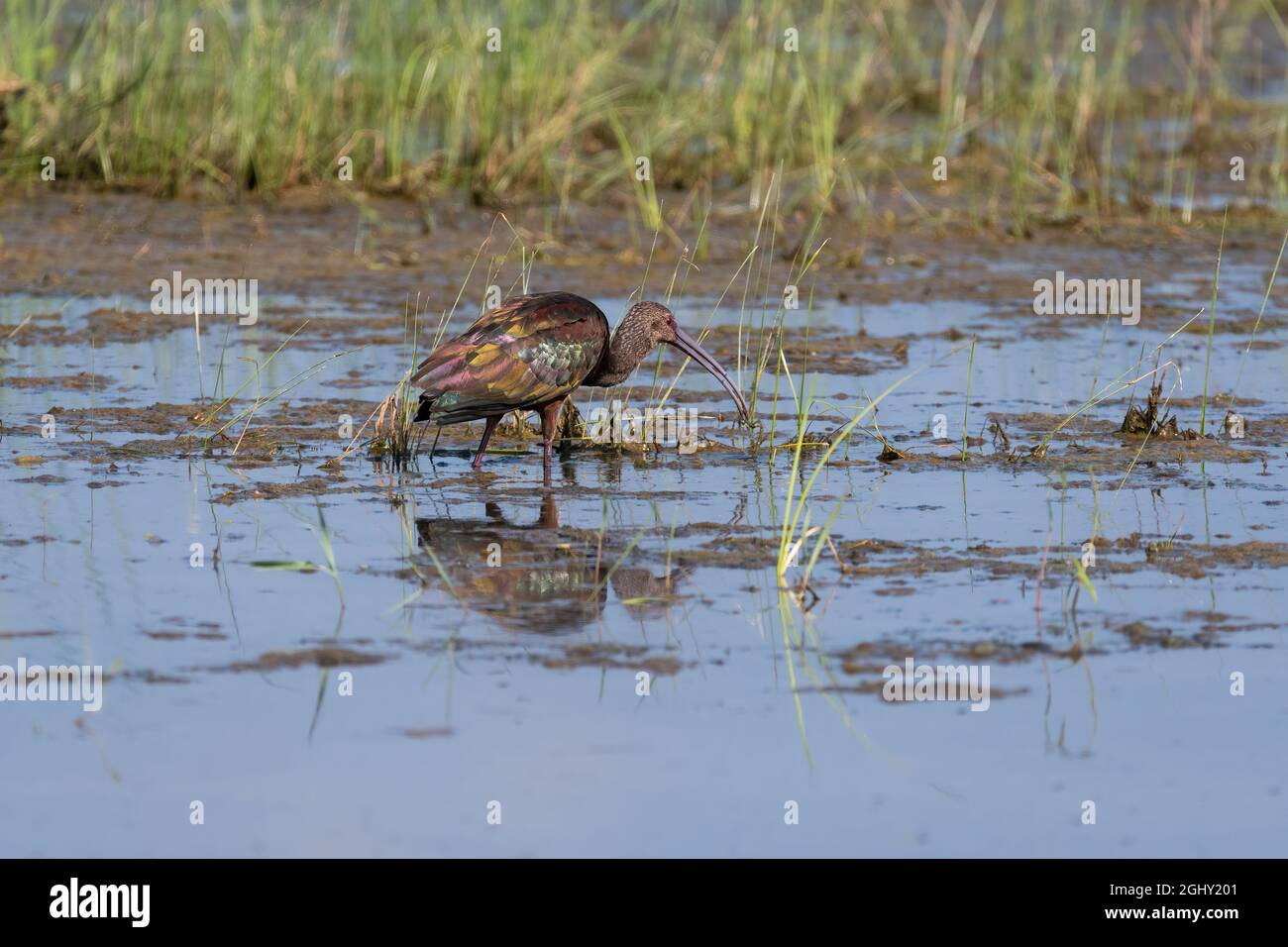 Ein Ibis mit weißem Gesicht, der im Schlamm eines grasbewachsenen Sumpfes an einem See watete, während er an einem sonnigen Morgen nach Nahrung sucht. Stockfoto