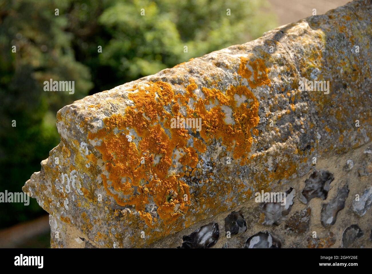 Flechten, die auf einem Teil der Attika auf dem Turm der St. Helen's Kirche, Ranworth, Norfolk, England wachsen Stockfoto