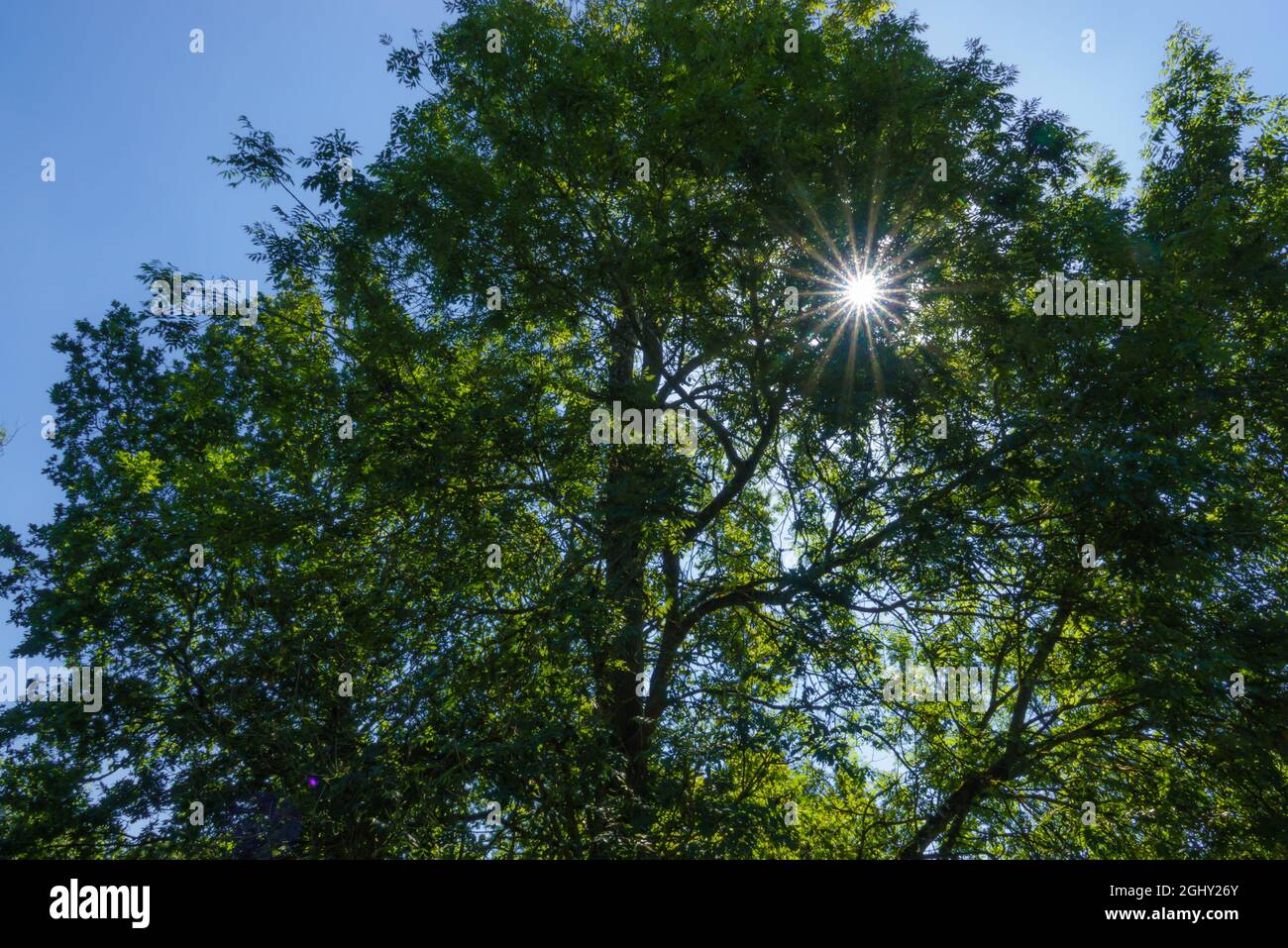 Sonnencorona-Stern, der durch eine Waldbuche platzt (Fagus sylvatica), salisbury-Ebene, Großbritannien Stockfoto
