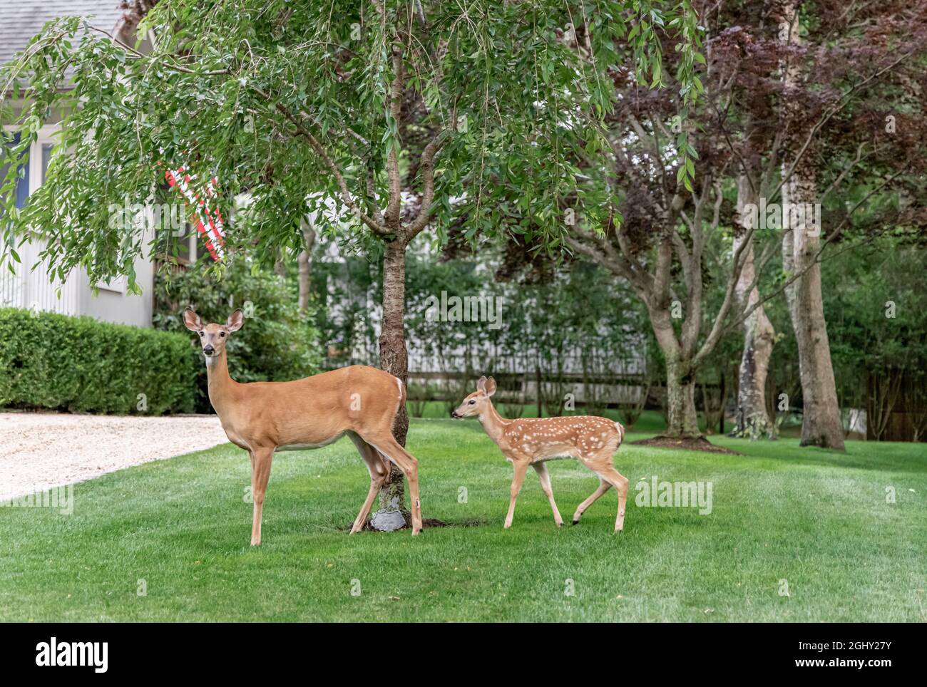 Doe mit einem Rehkitz im Redwood-Teil von Sag Harbor, NY Stockfoto