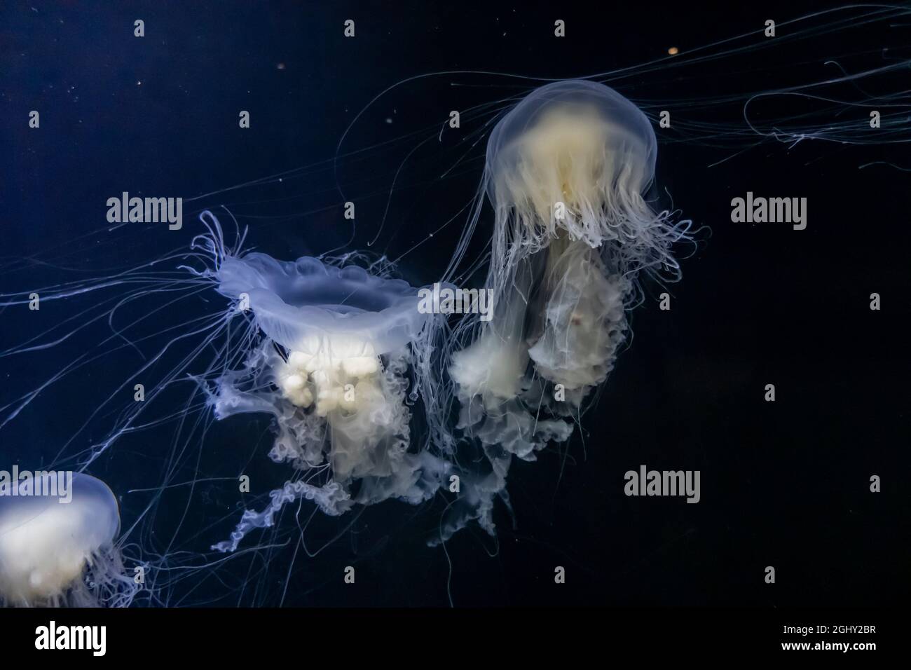 Wunderschöne Unterwasseransicht von Eigelb-Quallen, die frei im Wasser schwimmen Stockfoto