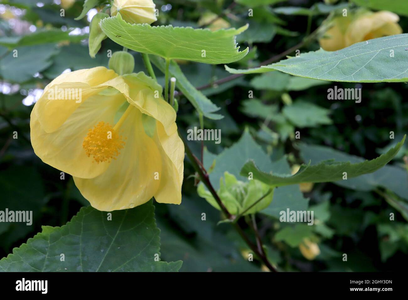 Abutilon x hybridum ‘Canary Bird’ Abutilon Canary Bird – große gelbe Blüten und gelappte Blätter, August, England, Großbritannien Stockfoto