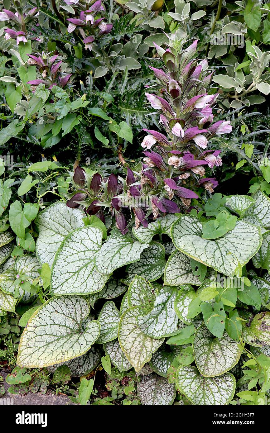 Acanthus mollis Bear’s Breeches – hohe Blütenspitzen weißer Blüten, umgeben von violetten Hochblättern, August, England, Großbritannien Stockfoto