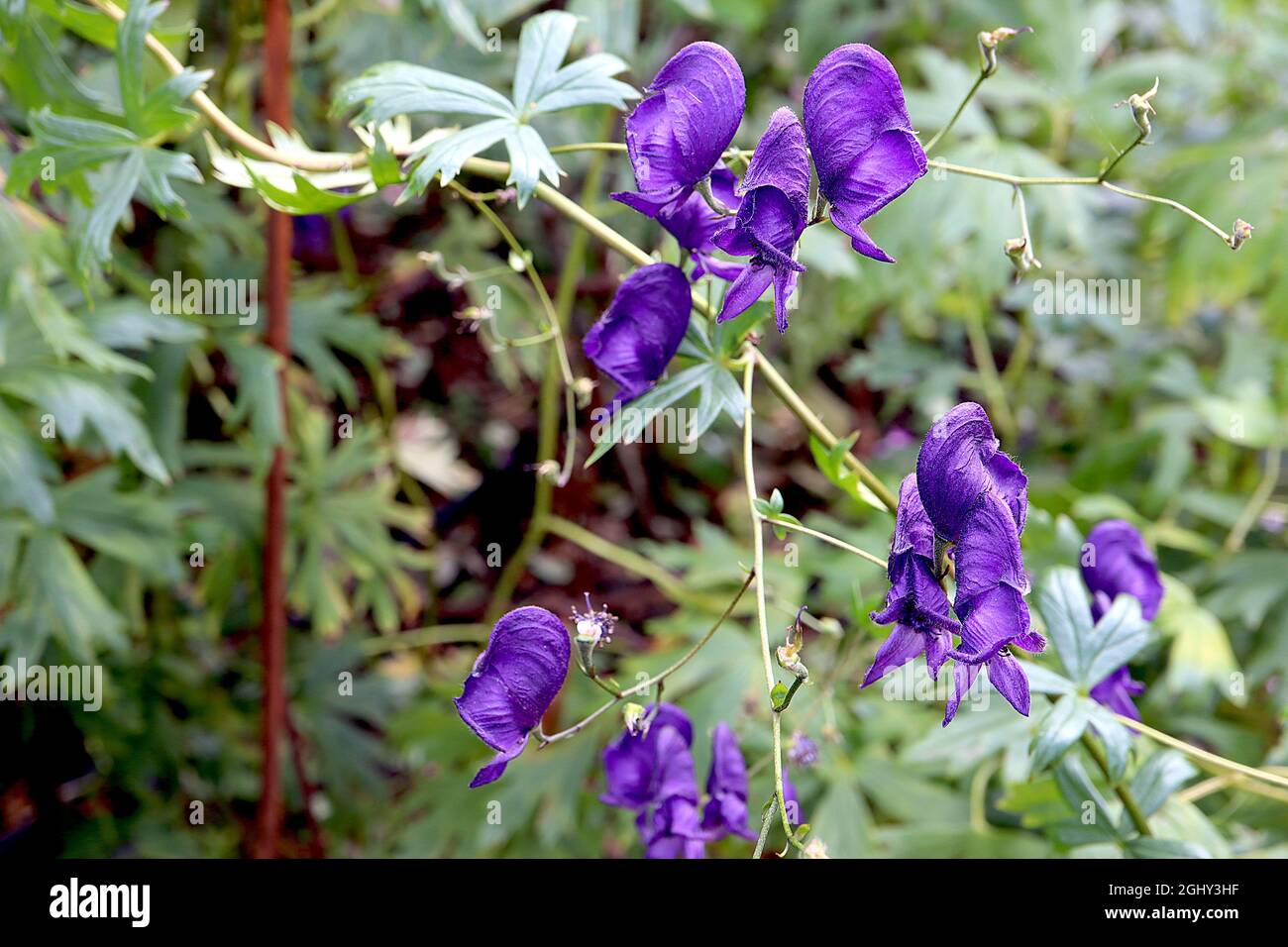 Aconitum napellus Monks Kapuze - helmförmige dunkelviolette Blüten und schlanke gelappte Blätter, August, England, Großbritannien Stockfoto