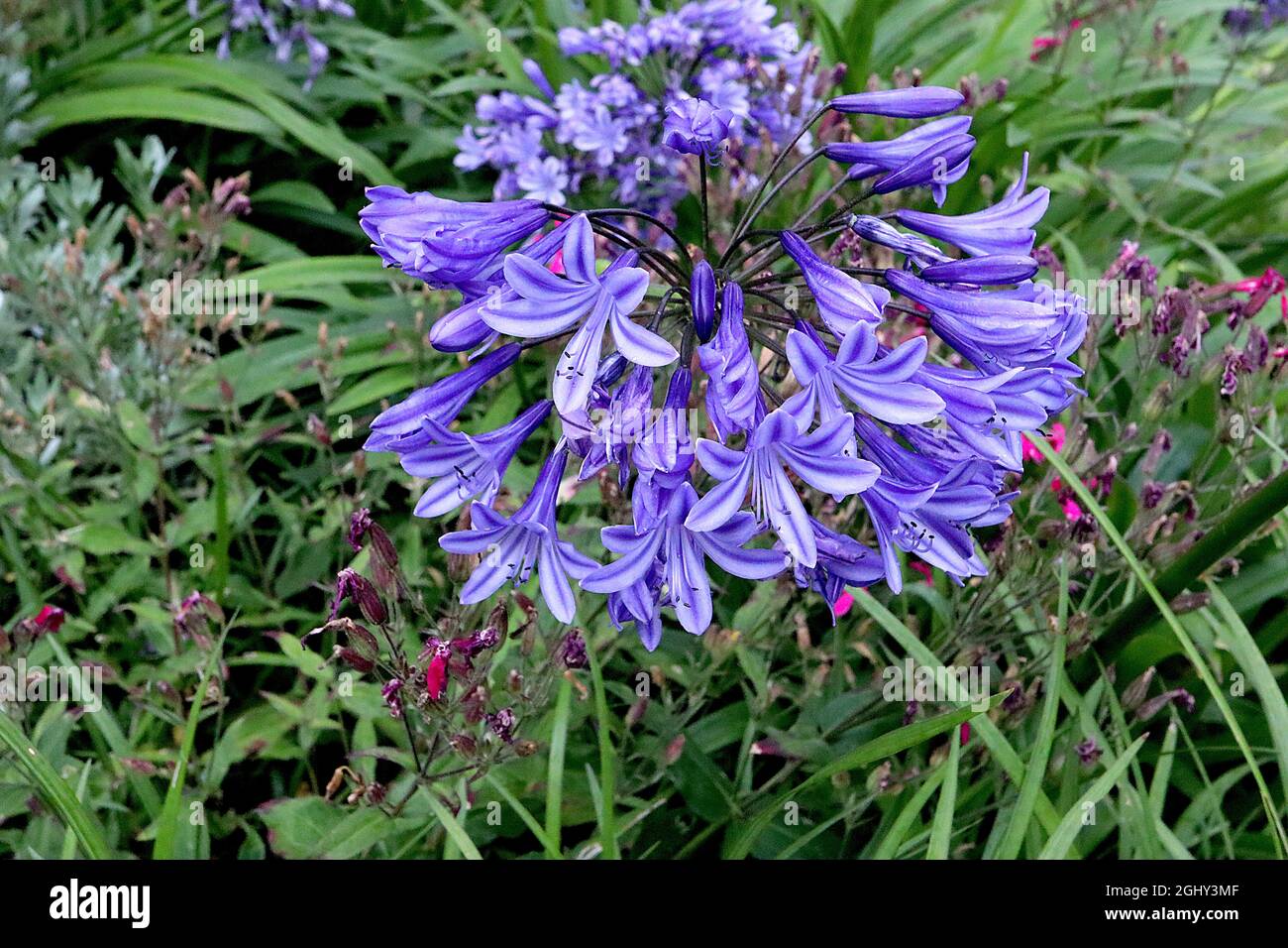 Agapanthus ‘Navy Blue’ African Lily Navy Blue – Dolden aus trichterförmigen dunkelblauen Blüten und schwarzen Stielen, August, England, Großbritannien Stockfoto