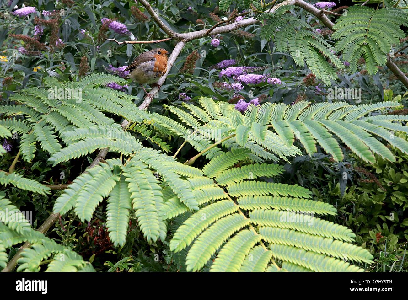 Albizia julibrissin ‘Rosea’ rosa Seidenbaum – große farnähnliche, gelb-grüne Blätter an gebogenen Stielen, August, England, Großbritannien Stockfoto