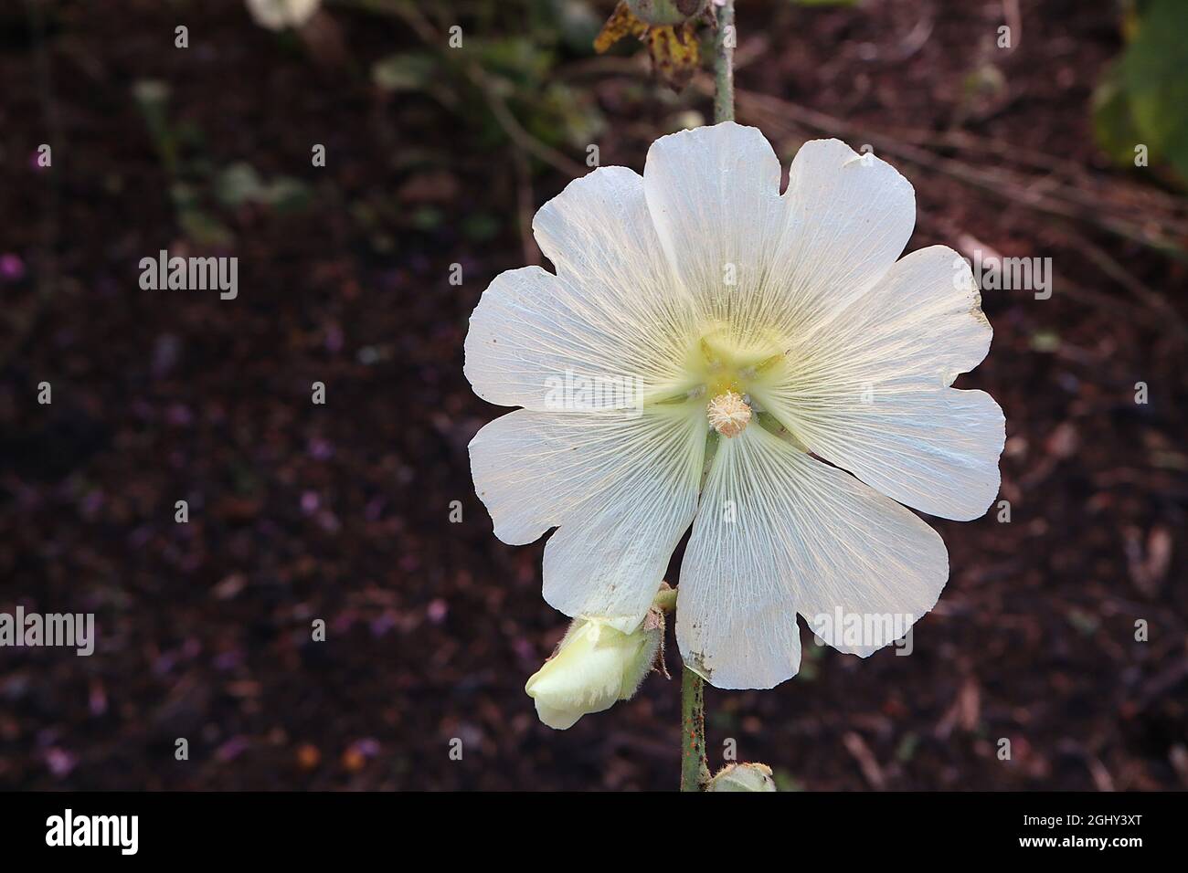 Alcea rugosa Russian hollyhock – untertassenförmige cremefarbene Blüten mit gekerbten Blütenblättern, August, England, Großbritannien Stockfoto