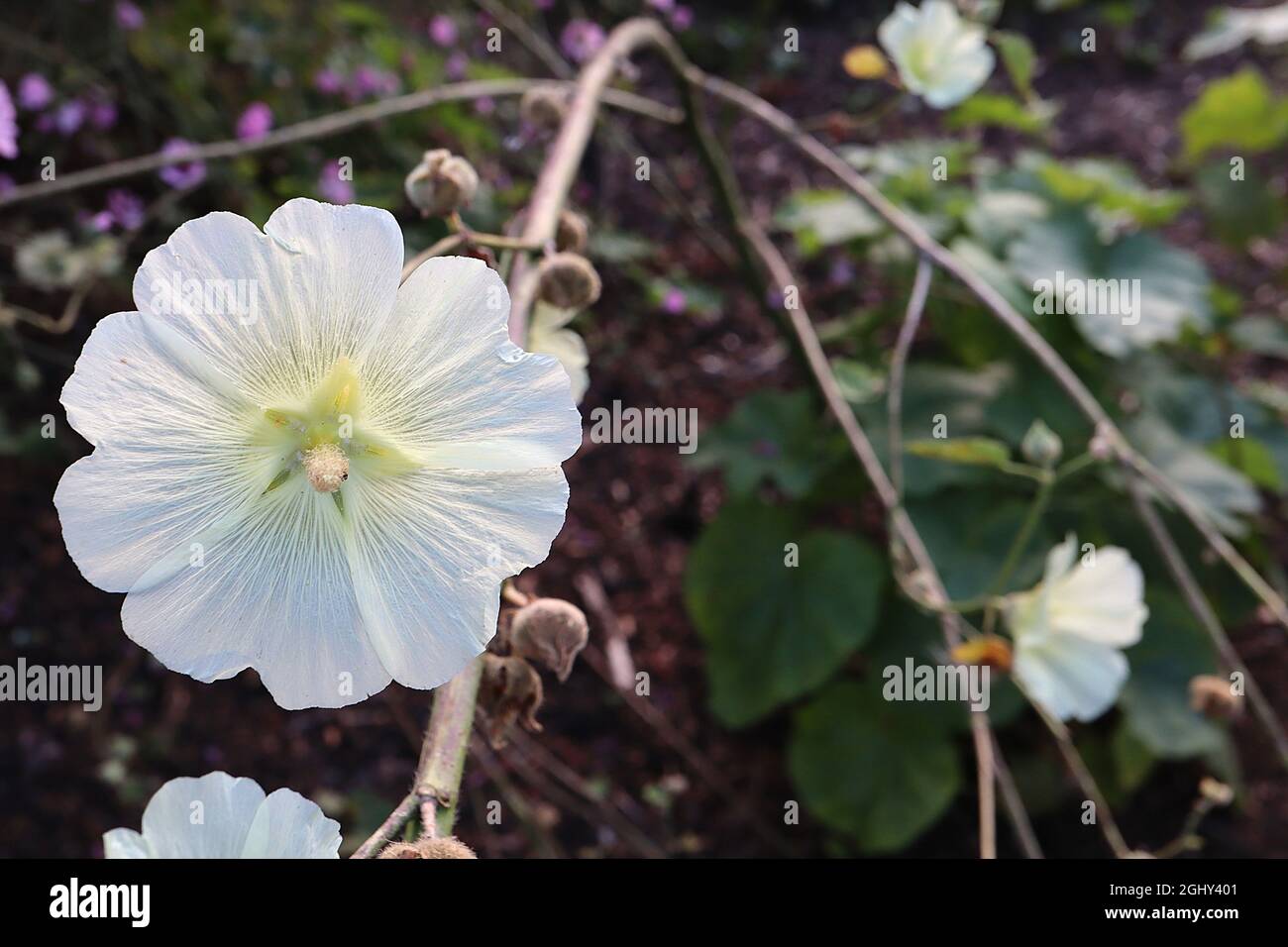 Alcea rugosa Russian hollyhock – untertassenförmige cremefarbene Blüten mit gekerbten Blütenblättern, August, England, Großbritannien Stockfoto