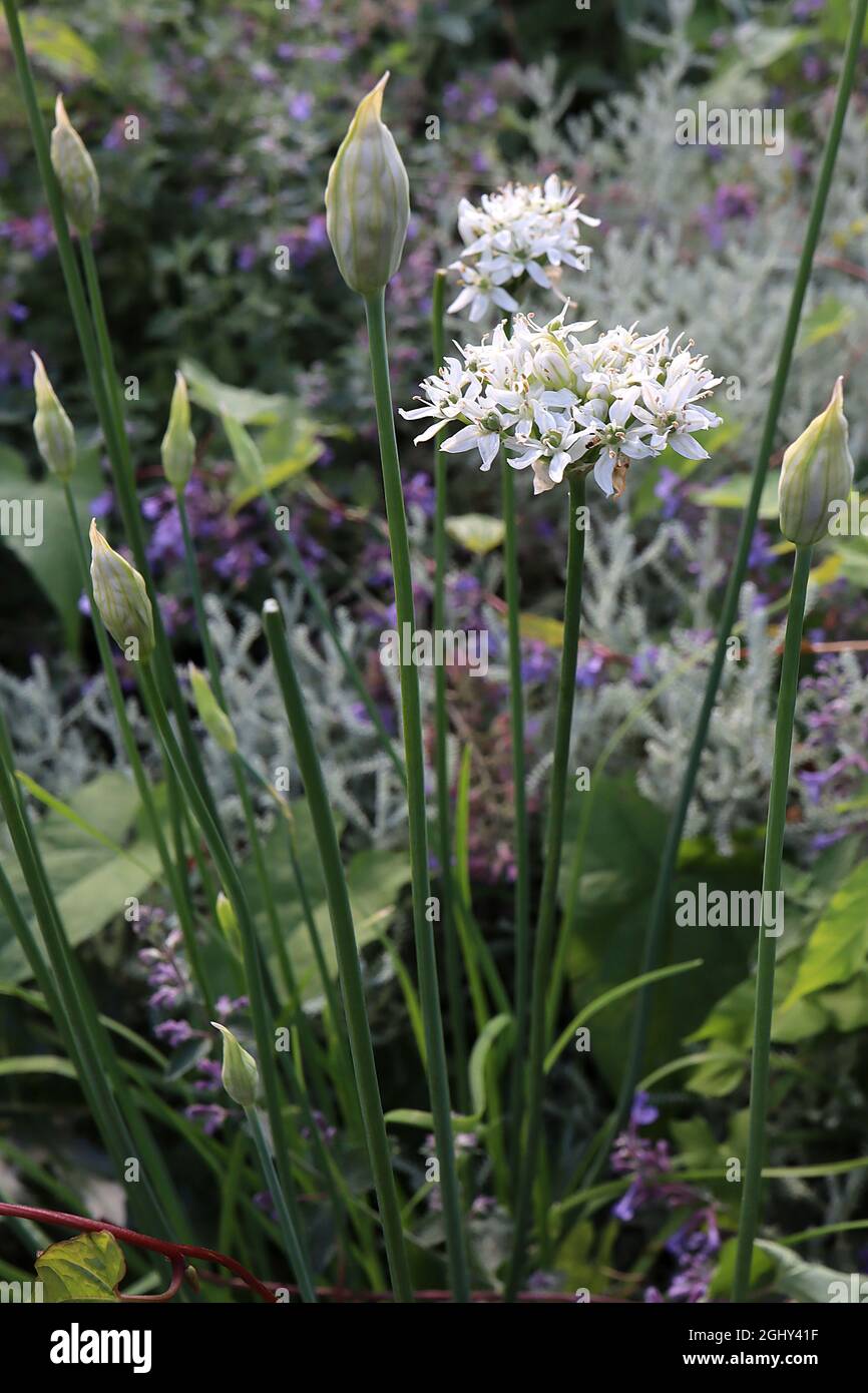 Allium tuberosum Chinesischer Schnittlauch - kleine kugelförmige Cluster aus weißen Blüten und leuchtend grünen linearen Blättern, August, England, Großbritannien Stockfoto