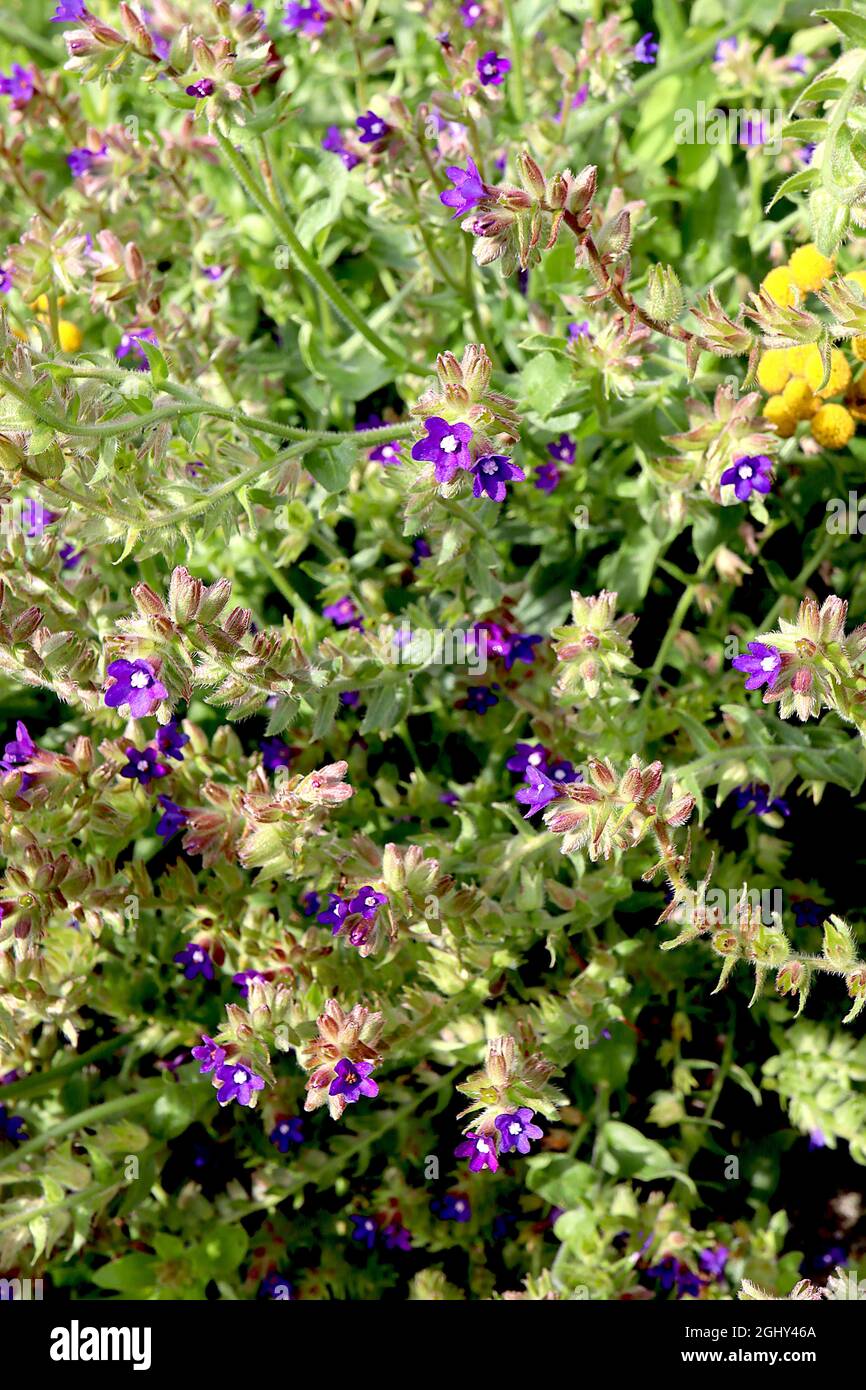 Anchusa officinalis Alkanet – Whorlen von leuchtend blauen oder violetten Blüten und haarige, lanzenförmige Blätter auf haarigen Stielen, August, England, Großbritannien Stockfoto
