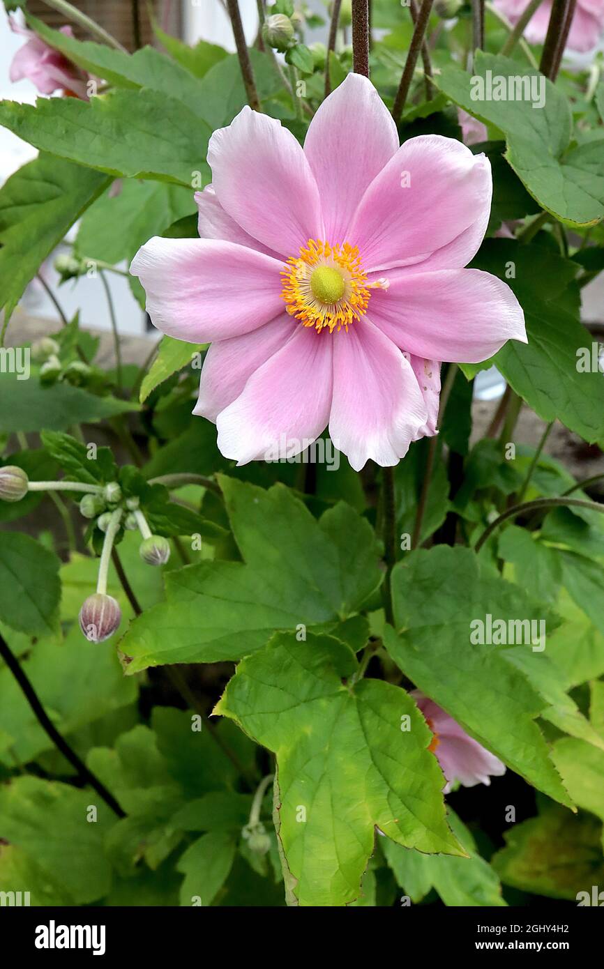 Anemone x hybrida ‘„Melegans“, japanische Anemone elegans – untertasserförmige, halbdoppelte, hellrosa Blüten mit weißen Rändern, August, England, Großbritannien Stockfoto
