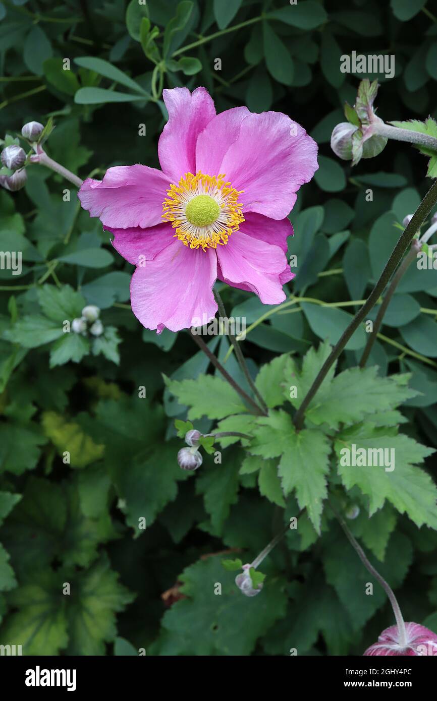 Anemone x hybrida ‘Rosenschale’ Japanische Anemone Rosenschale – untertasse-förmige, tiefrosa Einzelblüten mit hellrosa Rändern, August, England, Großbritannien Stockfoto