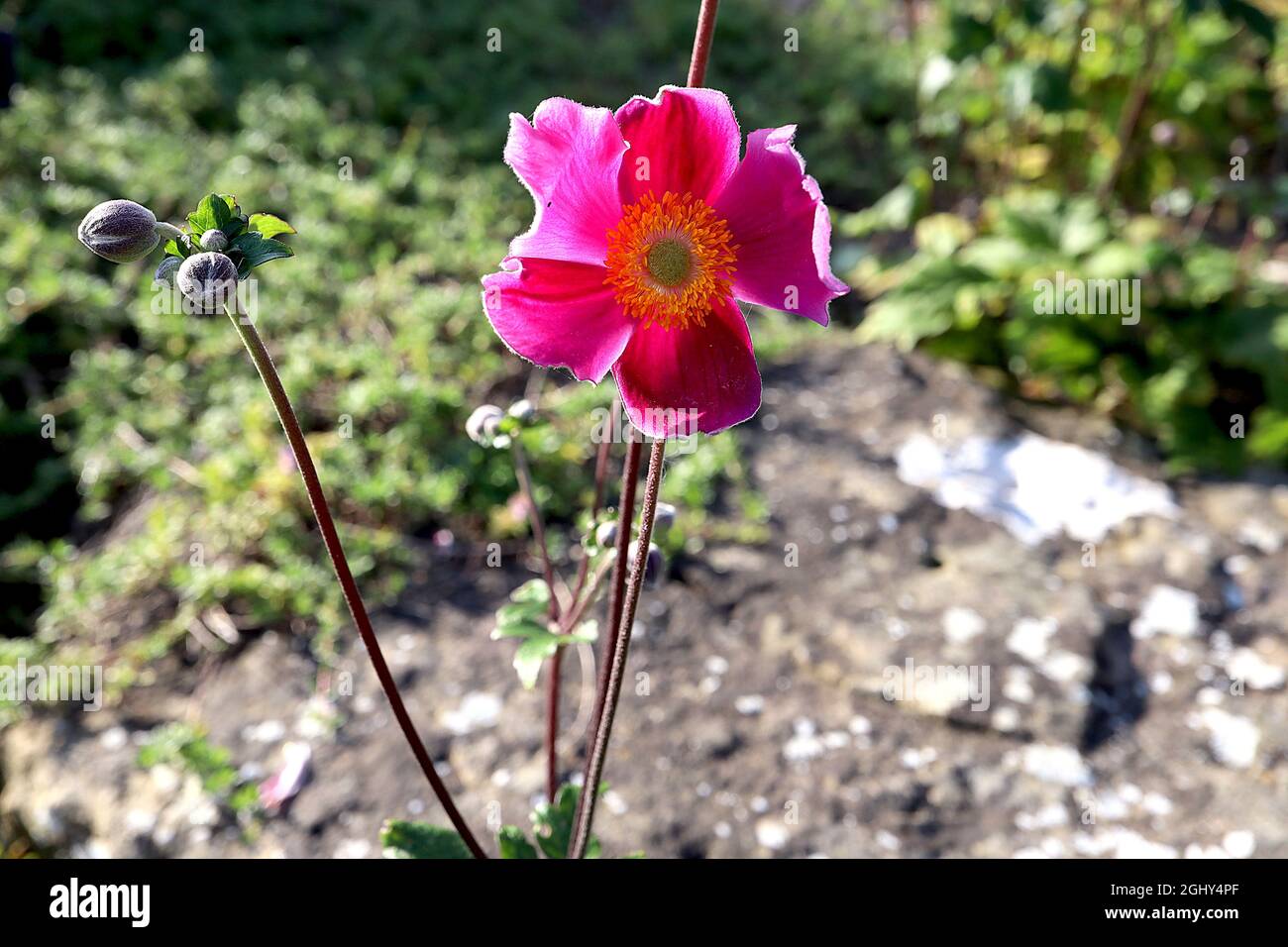 Anemone x hybrida ‘Rosenschale’ Japanische Anemone Rosenschale – untertasse-förmige, tiefrosa Einzelblüten mit hellrosa Rändern, August, England, Großbritannien Stockfoto