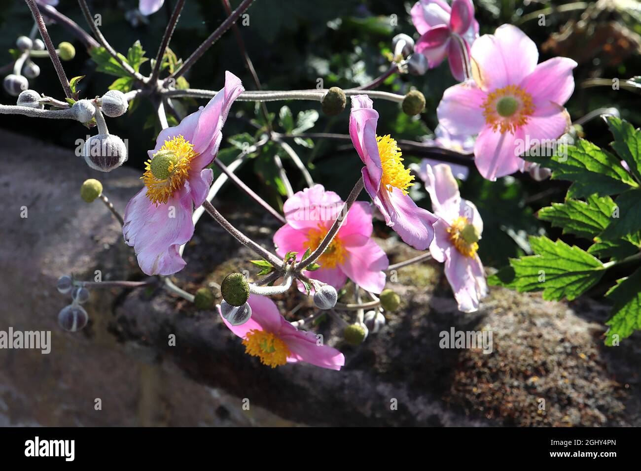 Anemone x hybrida ‘September Charm’ Japanischer Anemone September Charm – sehr hellrosa Einzelblüten mit breiten weißen Rändern, August, England, Großbritannien Stockfoto